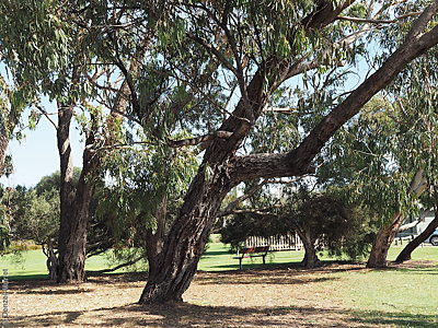 Eucalyptus gomphocephala p Denzel Murfet Port Elliot